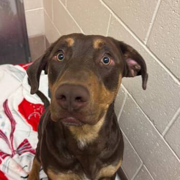 Doberman Pinscher Dogs Available for Adoption in Reno, Nevada - Sage | PetCurious