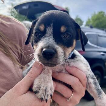 Maverick -  Australian Cattle Dog Blue Heeler and Mixed Breed Dog for Adoption in Peculiar, Missouri - Maverick | PetCurious
