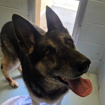 Rescue German Shepherd Dog Dogs for Adoption in Goleta, California - Bonnie | PetCurious