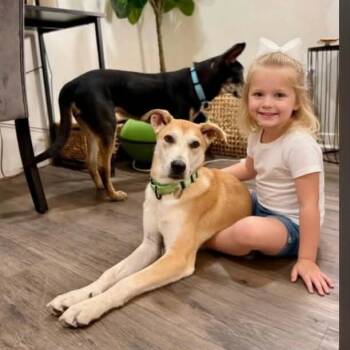 Joey Golden Sweeter Than Apple Pie -  Labrador Retriever and Husky Dog for Adoption in Friendswood, Texas - Joey Golden Sweeter Than Apple Pie | PetCurious