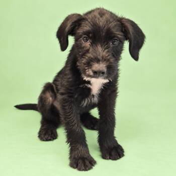 Coal -  Miniature Schnauzer and Terrier Dog for Adoption in Fairfield, Connecticut - Coal | PetCurious