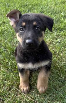 Barkula - PENDING -  German Shepherd Dog Dog for Adoption in Hillside, Illinois - Barkula - PENDING | PetCurious