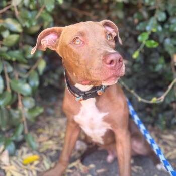 Darwin (Sam) -  Pit Bull Terrier and Mixed Breed Dog for Adoption in Goleta, California - Darwin (Sam) | PetCurious