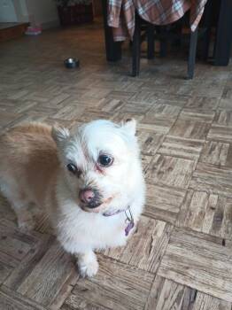 Terrier Dogs Available for Adoption - Taylor | PetCurious