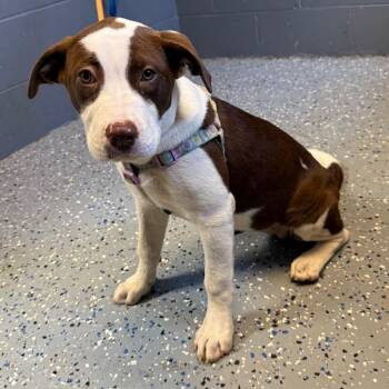 TUSC-Stray-85842 -  Pit Bull Terrier and Mixed Breed Dog for Adoption in Tuscaloosa, Alabama - TUSC-Stray-85842 | PetCurious