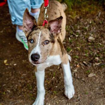 Squints -  Retriever and Terrier Dog for Adoption in Bloomfield, Connecticut - Squints | PetCurious