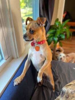 Millie Bee -  Pug and Chihuahua Dog for Adoption in Clinton, Wisconsin - Millie Bee | PetCurious