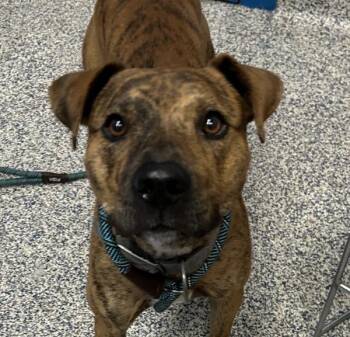 Tiger -  Pit Bull Terrier Dog for Adoption in Golden, Colorado - Tiger | PetCurious