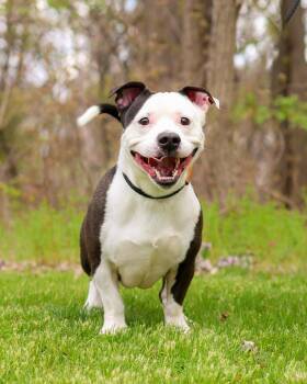 Mixed Breed Dogs Available for Adoption in Bridgeport, Connecticut - PEPE LE PEW (0505) | PetCurious