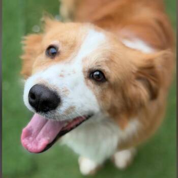 Marles Barkley -  Collie Dog for Adoption in Wilmington, Ohio - Marles Barkley | PetCurious