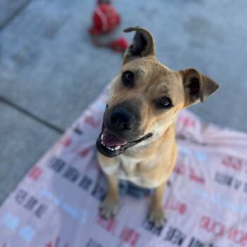 Rescue German Shepherd Dog and Pit Bull Terrier Dogs for Adoption in Hawthorne, California - Lilac | PetCurious