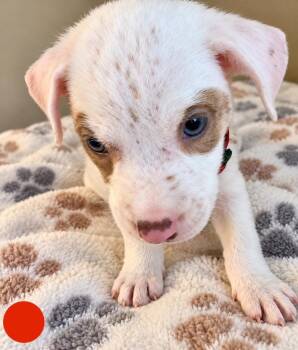 Titan -  Mixed Breed Dog for Adoption in St. Augustine, Florida - Titan | PetCurious