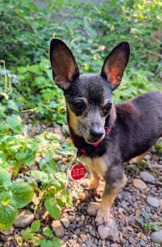 Robbie -  Chihuahua Dog for Adoption in Portland, Oregon - Robbie | PetCurious