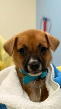 Black Mouth Cur and Mixed Breed Dogs Available for Adoption - Hail Mary Howard | PetCurious