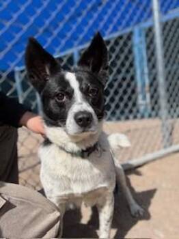 Cattle Dog and Corgi Dogs Available for Adoption - Cash | PetCurious