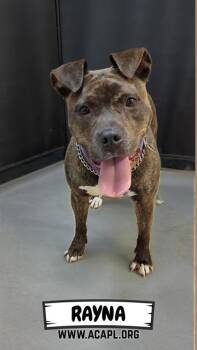 Rescue American Staffordshire Terrier and Mixed Breed Dogs for Adoption in Ashtabula, Ohio - Rayna | PetCurious