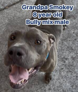 Grandpa Smokey -  Pit Bull Terrier Dog for Adoption in Eugene, Oregon - Grandpa Smokey | PetCurious