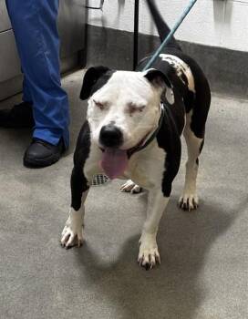 HESTER -  Pit Bull Terrier Dog for Adoption - HESTER | PetCurious