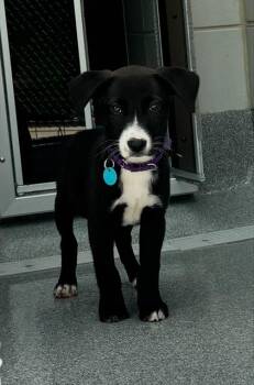 TUFA -  Terrier Dog for Adoption in Leesburg, Virginia - TUFA | PetCurious