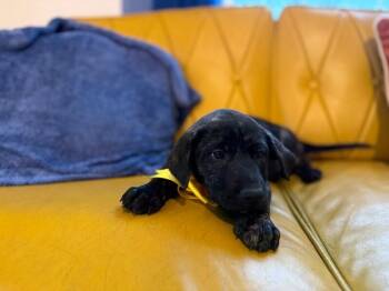 Labrador Retriever and German Shepherd Dog Dogs Available for Adoption - Thor The Great | PetCurious