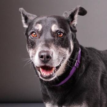 Moana -  Shepherd and Mixed Breed Dog for Adoption in Palm Springs, California - Moana | PetCurious