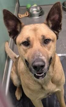 German Shepherd Dog Dogs Available for Adoption in Butte, Montana - Mateo | PetCurious