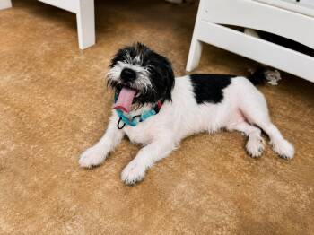 Fred -  Terrier Dog for Adoption in Vaughan, Ontario - Fred | PetCurious