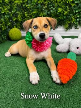 Snow White -  Hound and Husky Dog for Adoption in Lucas, Texas - Snow White | PetCurious