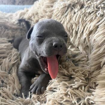Earl -  Pit Bull Terrier Dog for Adoption in Benton City, Washington - Earl | PetCurious