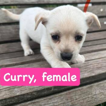 Chihuahua Dogs Available for Adoption - Curry | PetCurious