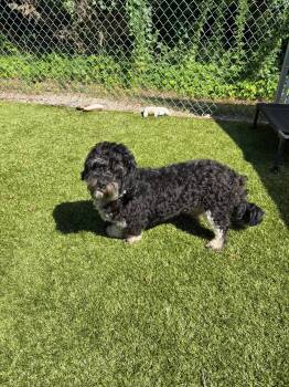 Rocky -  Shih Tzu Dog for Adoption in Kingston, Massachusetts - Rocky | PetCurious