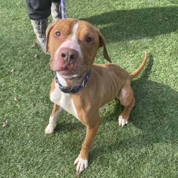 Mixed Breed Dogs Available for Adoption - Dorito | PetCurious