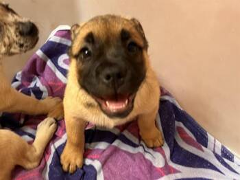 MADDIE -  Mastiff and Mixed Breed Dog for Adoption in Colorado Springs, Colorado - MADDIE | PetCurious