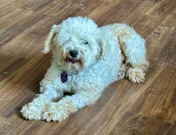Kloudy -  Schnauzer and Mixed Breed Dog for Adoption in Fort Worth, Texas - Kloudy | PetCurious