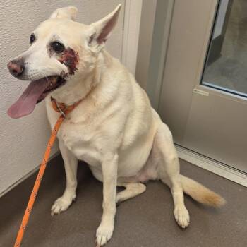 Frannie -  Spitz and Mixed Breed Dog for Adoption in Bend, Oregon - Frannie | PetCurious