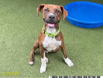 LUIGI -  Mixed Breed Dog for Adoption in West Palm Beach, Florida - LUIGI | PetCurious
