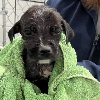 Labrador Retriever Dogs Available for Adoption in Richmond Hill, Georgia - Sleepy | PetCurious
