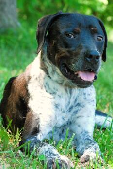 Po -  Hound Dog Available for Adoption in Manchester, Tennessee - Po | PetCurious