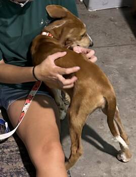 Posie (P Litter) -  Great Pyrenees and Hound Dog for Adoption in Holly Springs, North Carolina - Posie (P Litter) | PetCurious