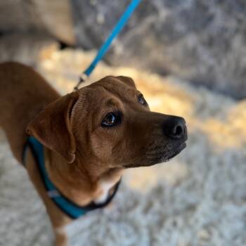 Rescue Rhodesian Ridgeback and Retriever Dogs for Adoption in San Diego, California - Lola | PetCurious