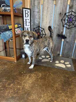 Rescue Mastiff Dogs for Adoption in New Berlin, Wisconsin - Alistair    $425 | PetCurious