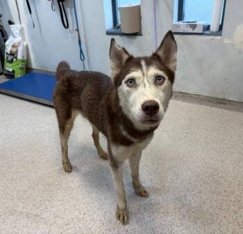 Roxy -  Siberian Husky Dog for Adoption in New York, New York - Roxy | PetCurious