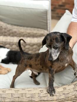 CJ -  Dachshund Dog for Adoption in Kings Mountain, North Carolina - CJ | PetCurious