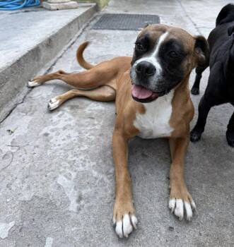 Boxer Dogs Available for Adoption - Kia | PetCurious