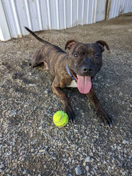 Rescue Pit Bull Terrier Dogs for Adoption in Cortland, New York - Nellie | PetCurious