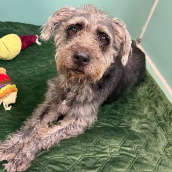 Bella -  Mixed Breed Dog for Adoption in Titusville, Florida - Bella | PetCurious