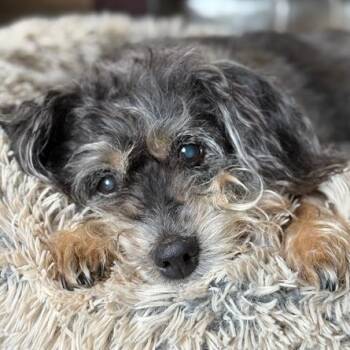 Rescue Schnauzer Dogs for Adoption - Truffles | PetCurious