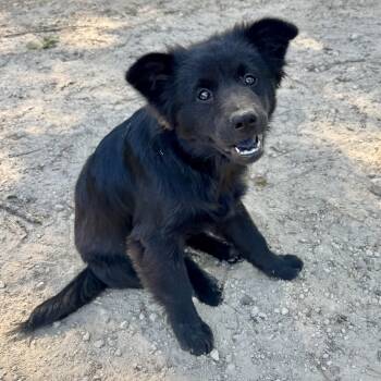 Benny -  Terrier and Chow Chow Dog for Adoption in Longview, Texas - Benny | PetCurious