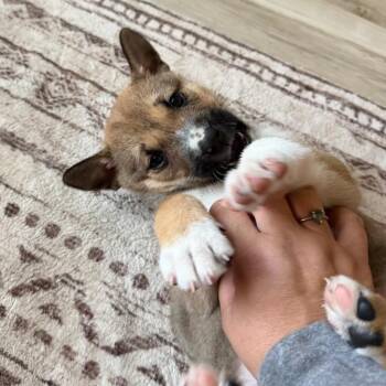 Potato -  Shepherd Dog for Adoption in Watertown, Wisconsin - Potato | PetCurious
