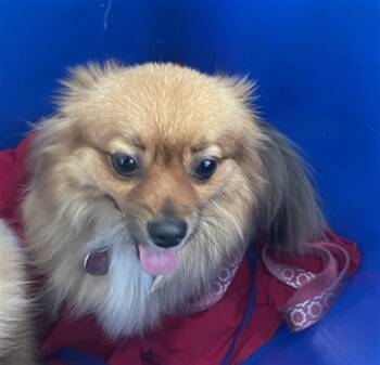SHAKIRA -  Mixed Breed Dog for Adoption in Dallas, Texas - SHAKIRA | PetCurious